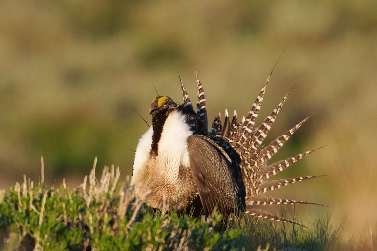 Gunnison Sage-Grouse - ML620304396