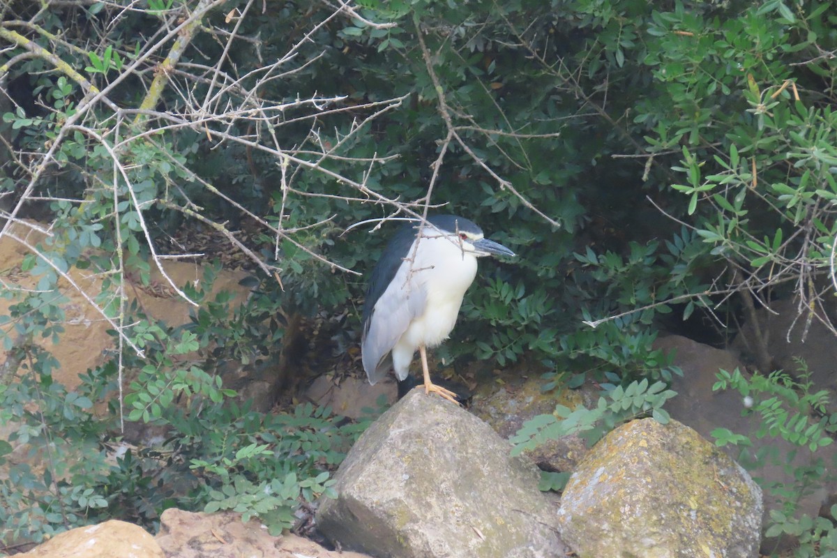 Black-crowned Night Heron - ML620304399