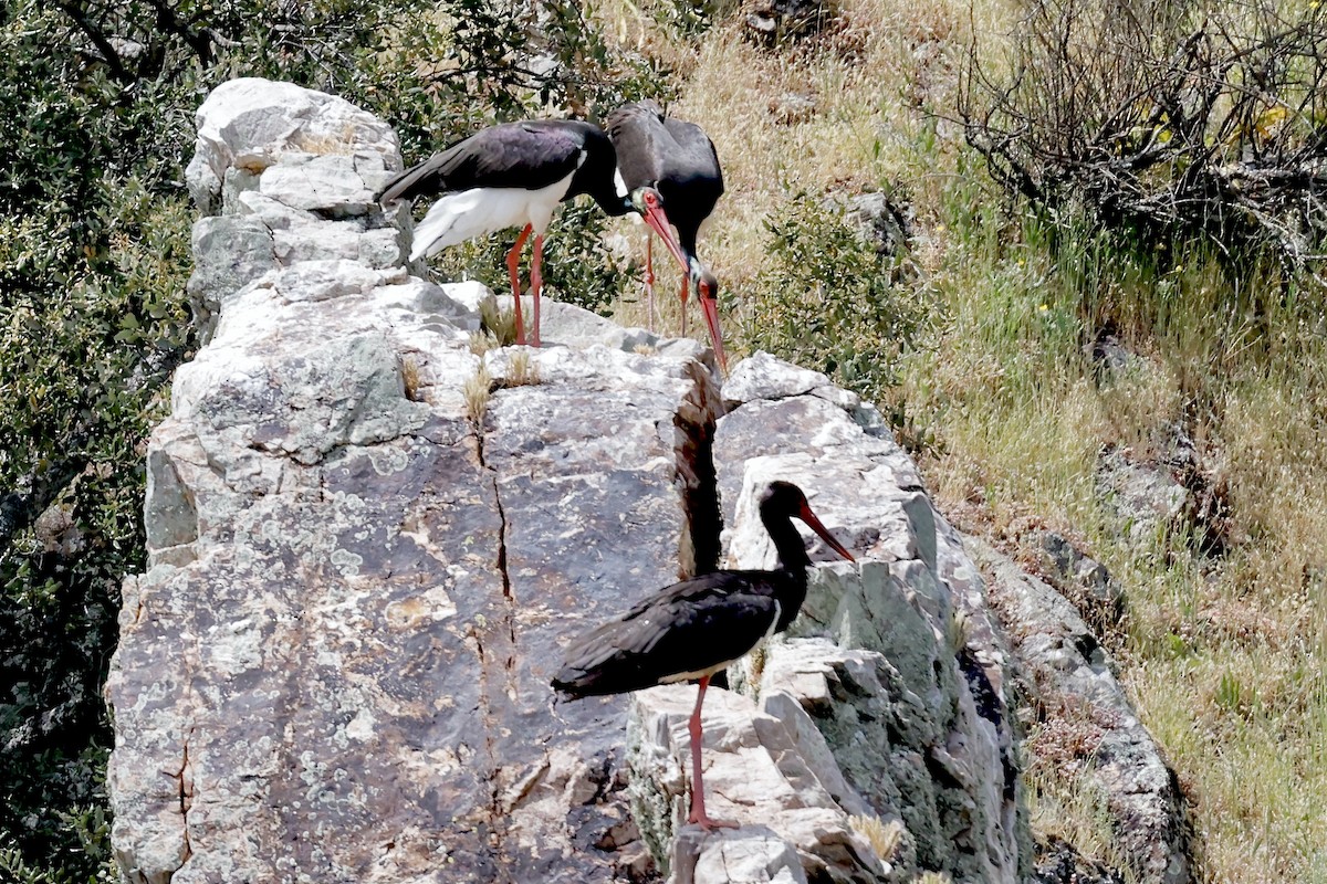 Black Stork - ML620304407