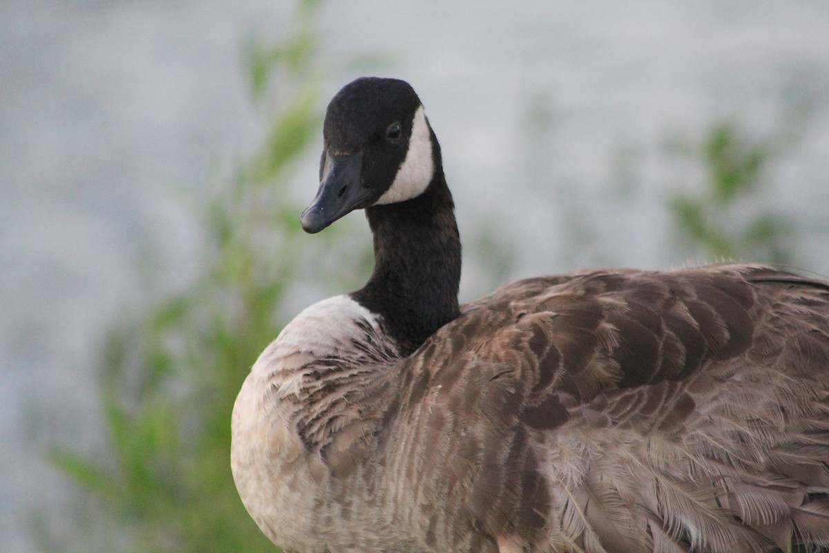 Canada Goose - ML620304408