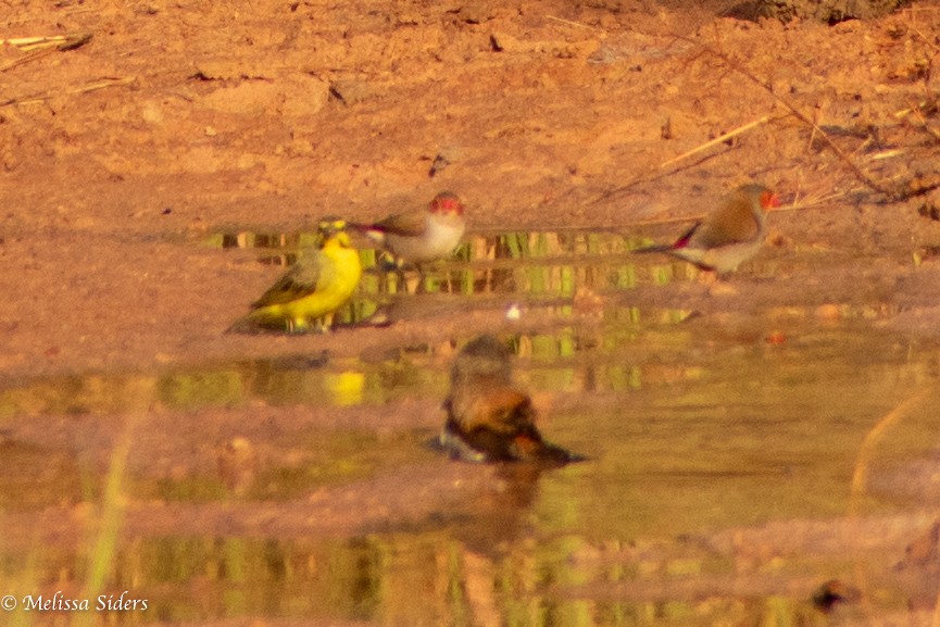 Yellow-fronted Canary - ML620304409