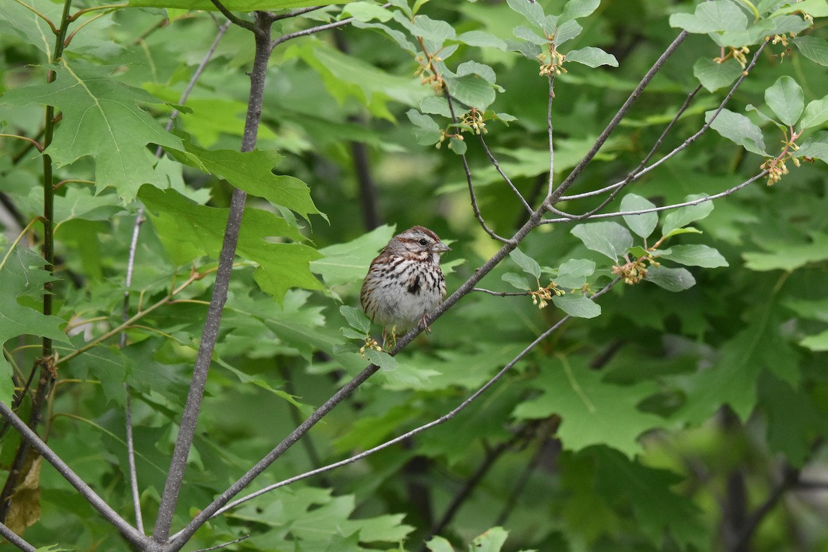 Song Sparrow - ML620304415