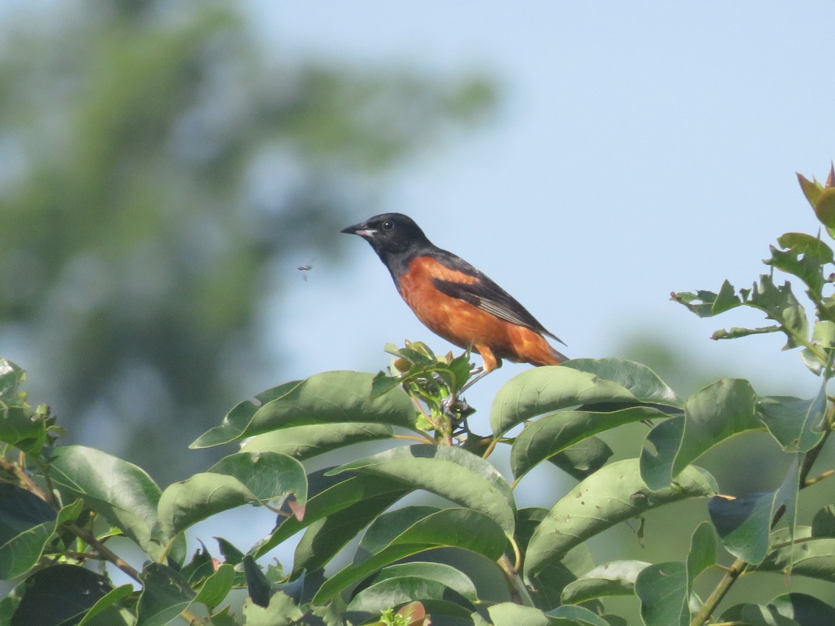 Orchard Oriole - ML620304416