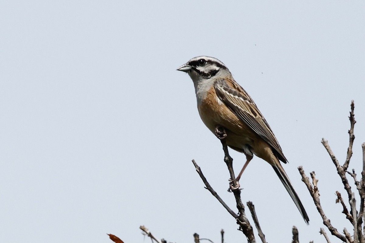 Rock Bunting - ML620304420