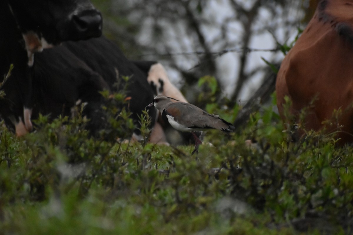 White-faced Whistling-Duck - ML620304425