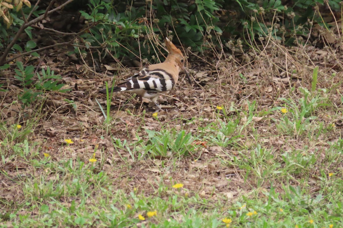 Eurasian Hoopoe - ML620304434