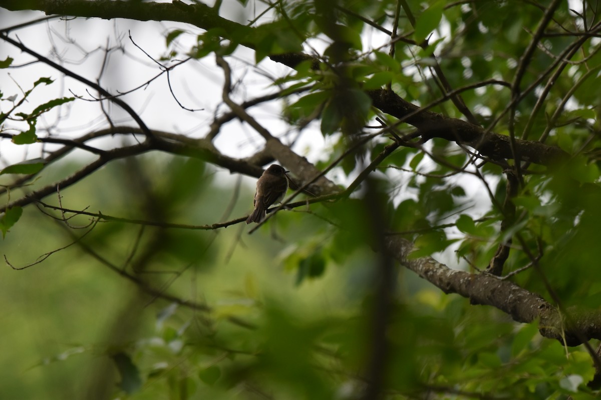 Eastern Phoebe - ML620304441