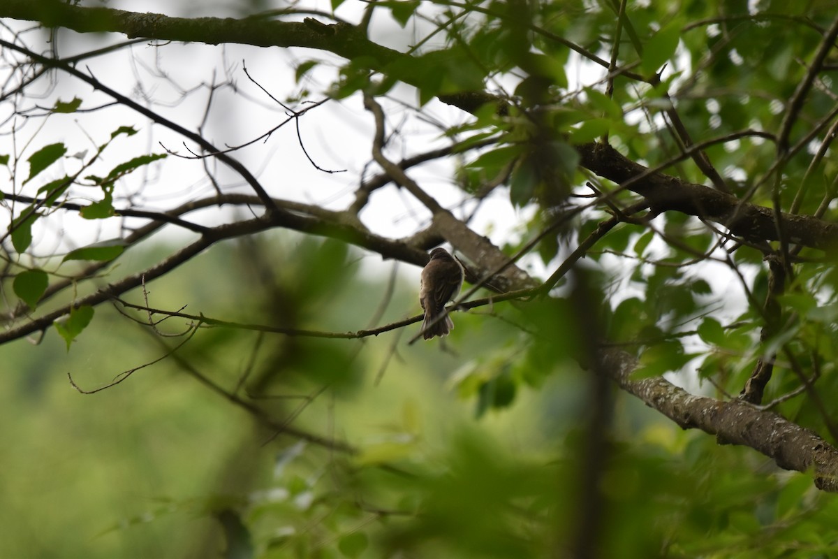 Eastern Phoebe - ML620304442