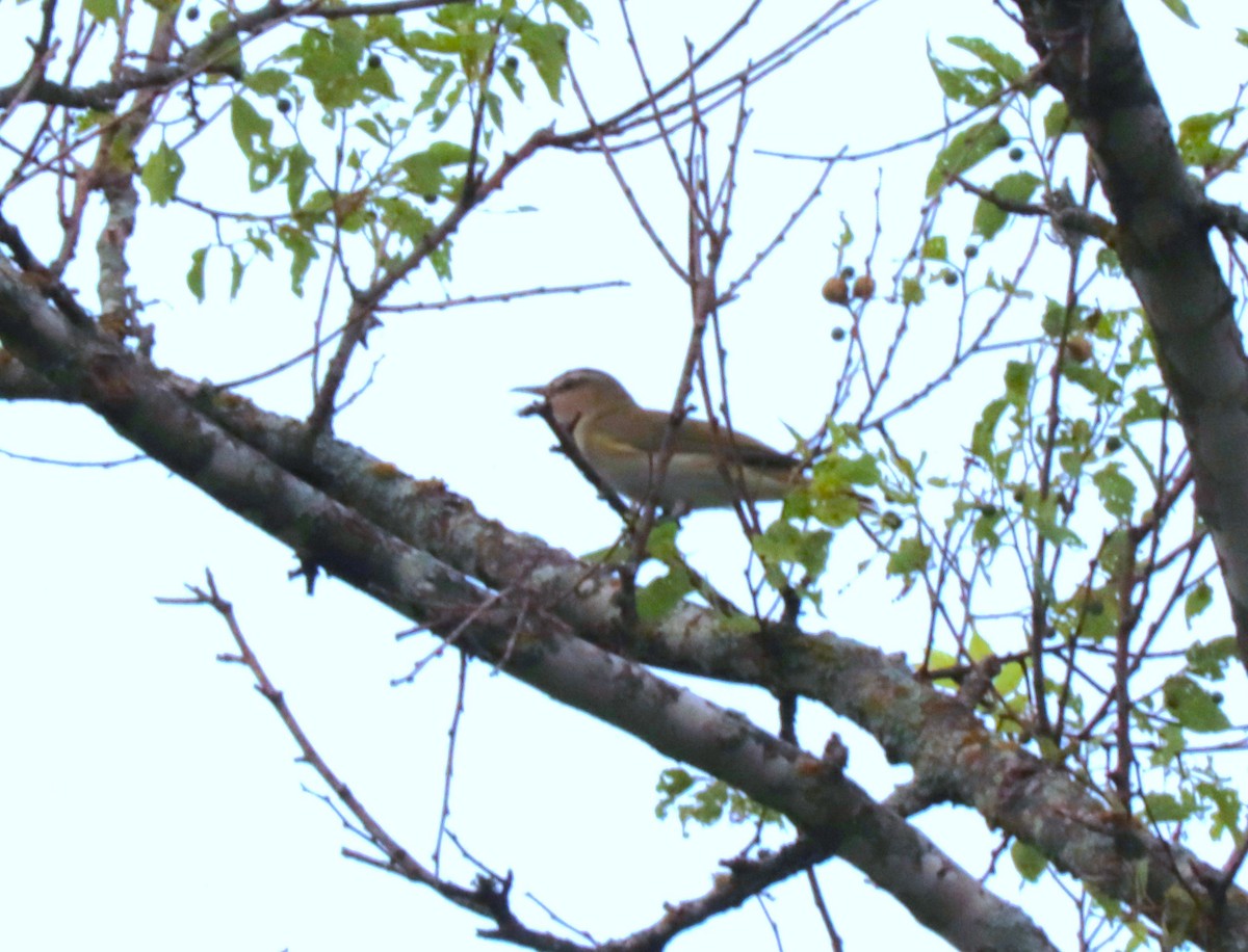 Red-eyed Vireo - ML620304444