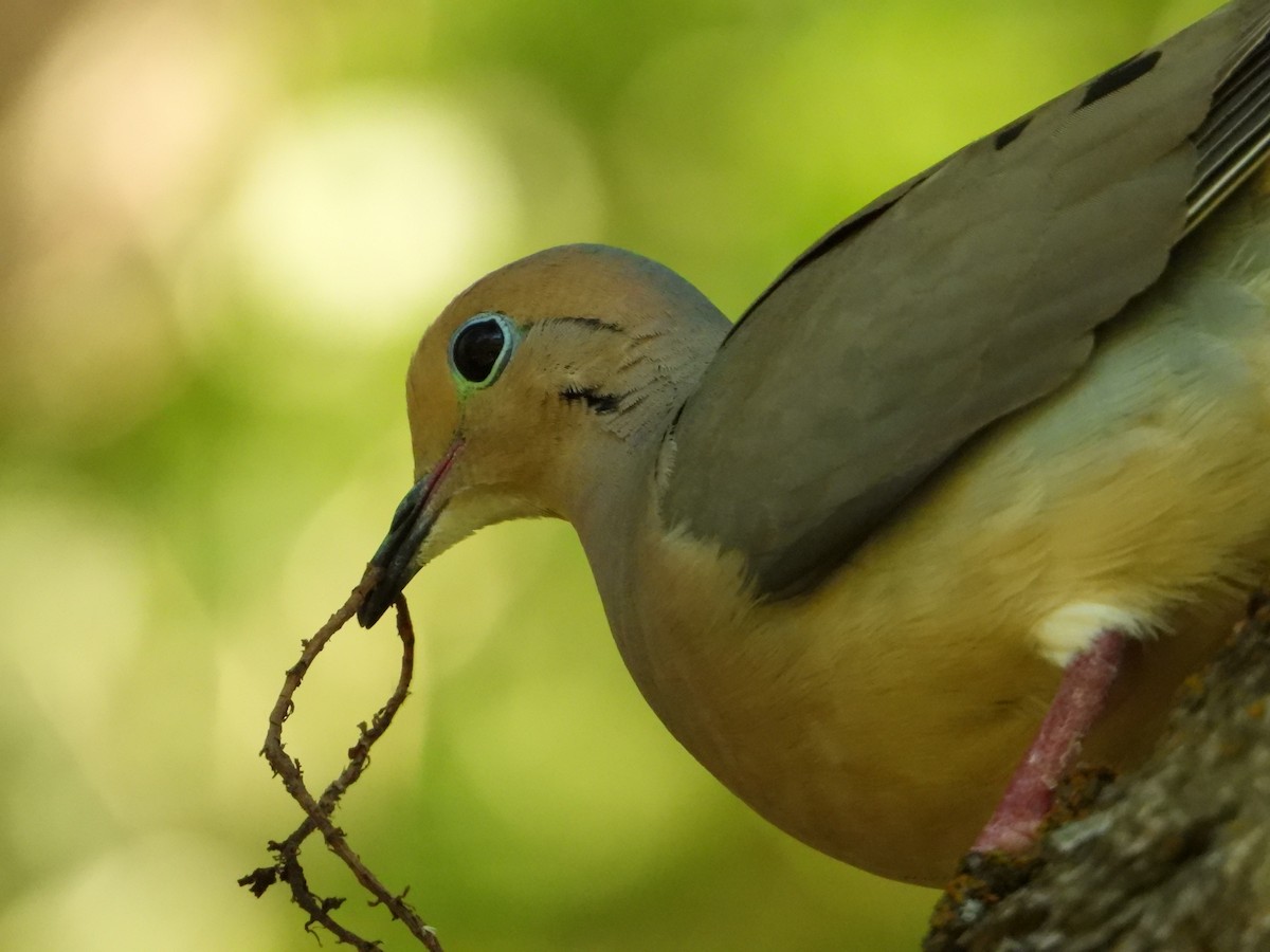 Mourning Dove - ML620304447