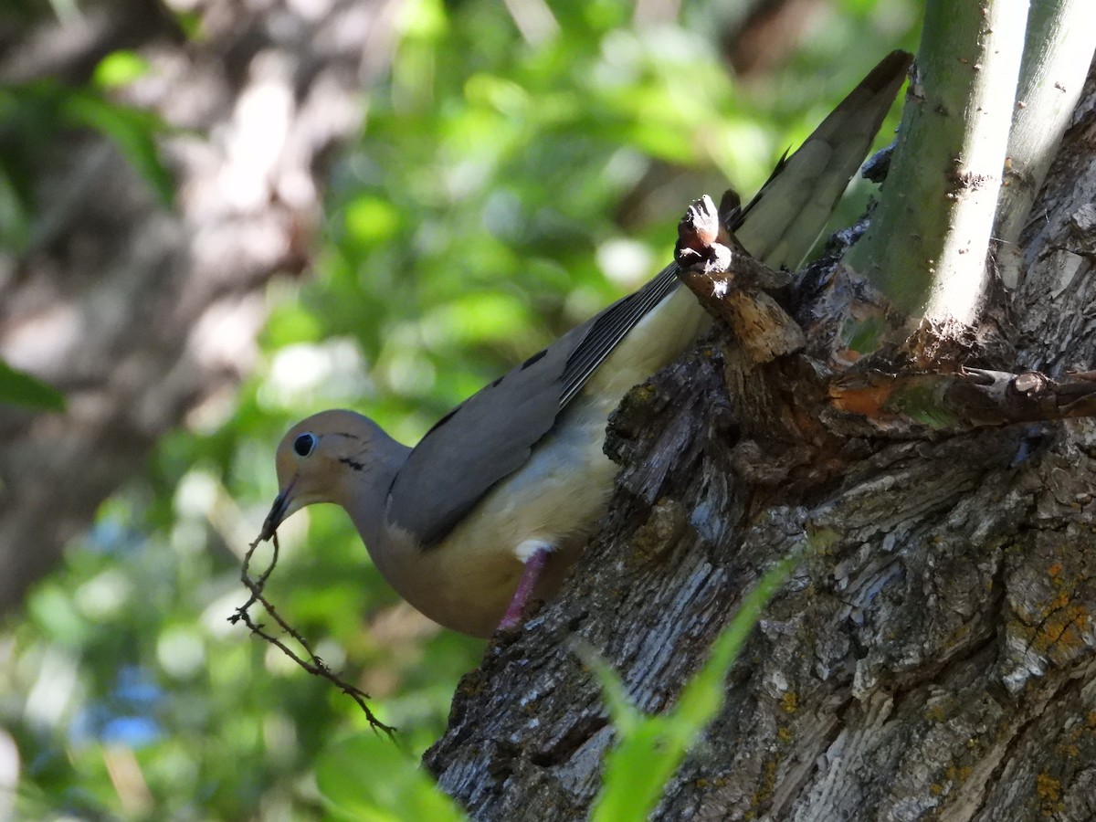 Mourning Dove - ML620304448