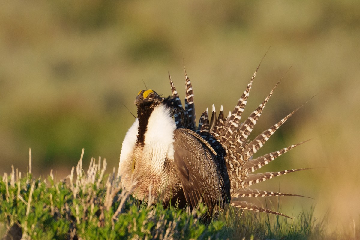 Gunnison Sage-Grouse - ML620304452