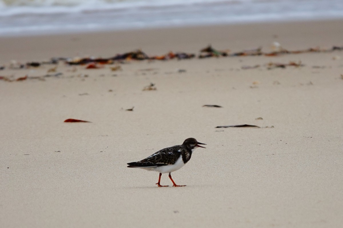 Ruddy Turnstone - ML620304455