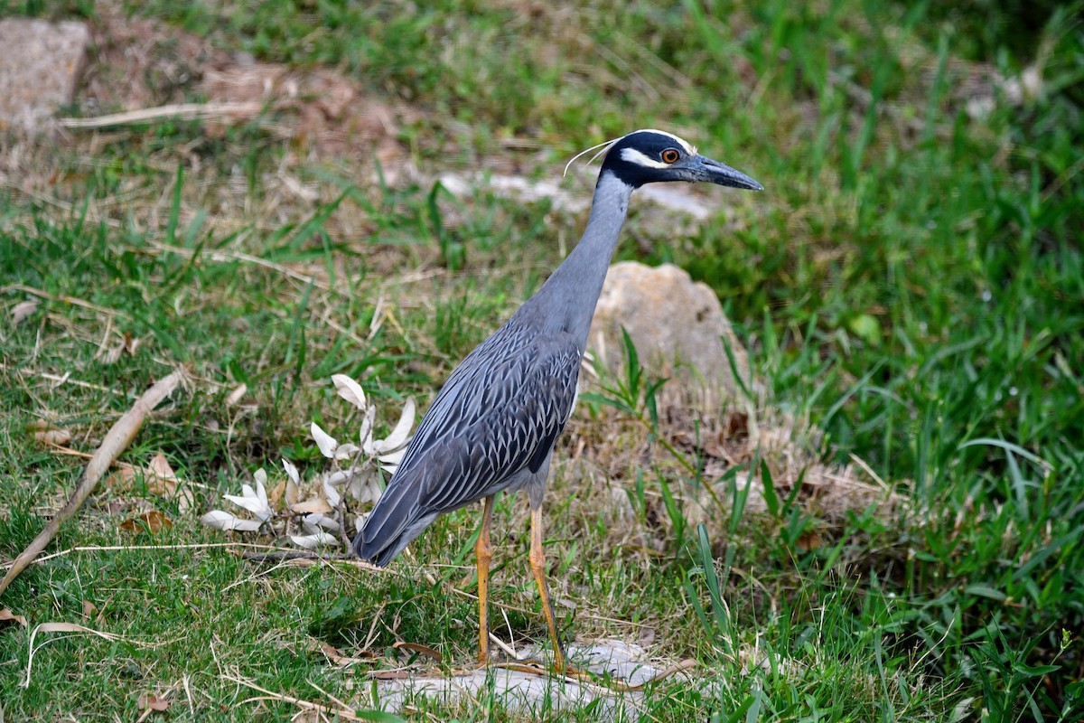 Yellow-crowned Night Heron - ML620304458