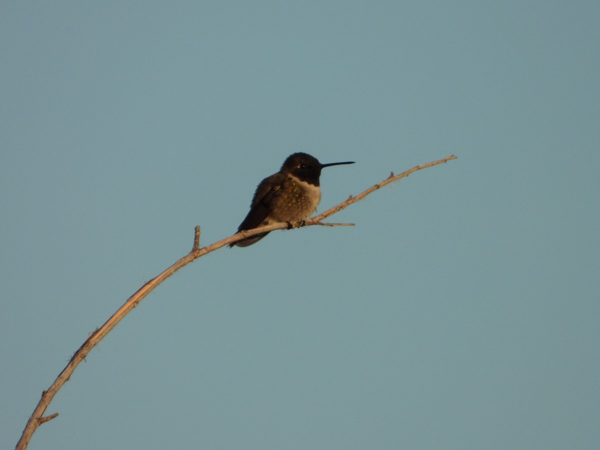 Black-chinned Hummingbird - ML620304461