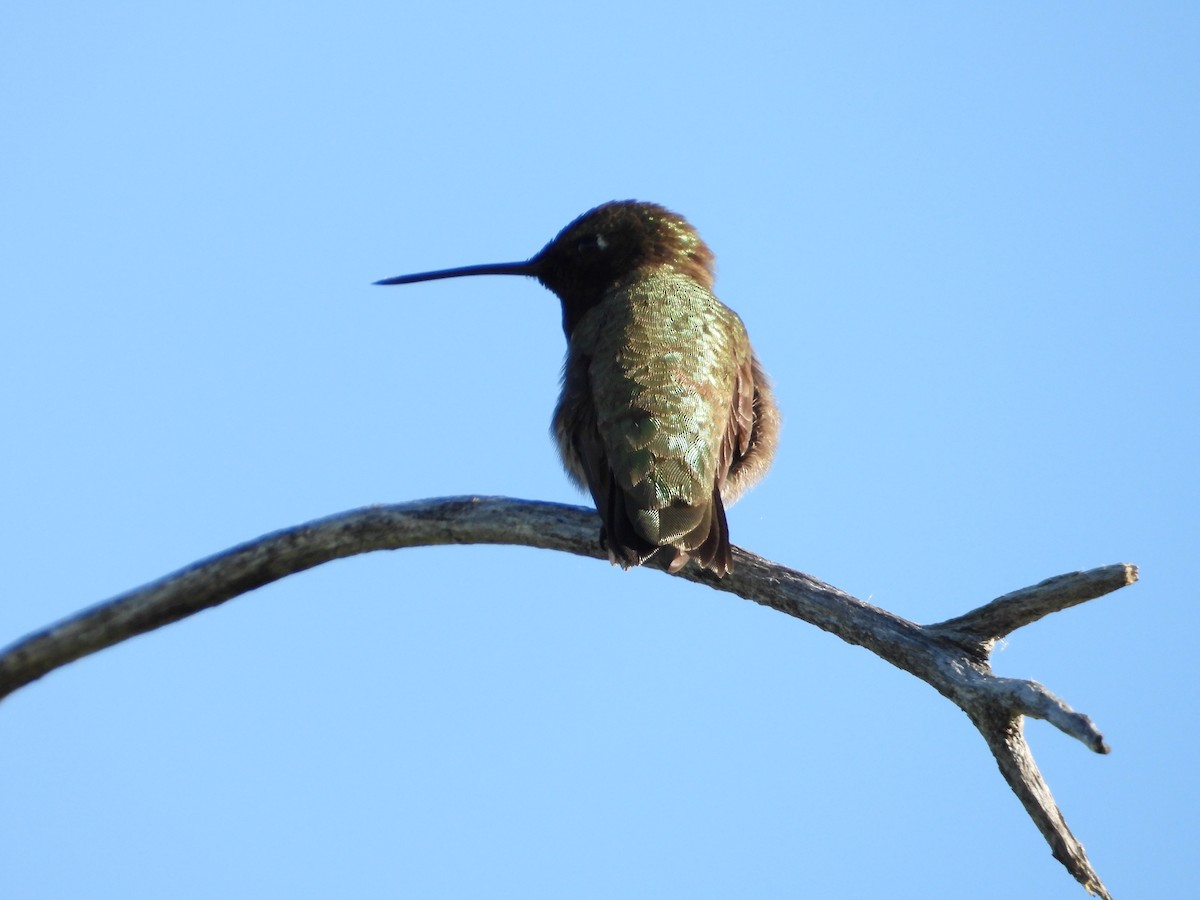Black-chinned Hummingbird - ML620304462