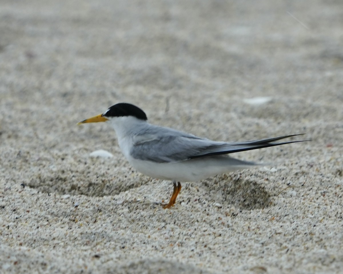 Least Tern - ML620304484