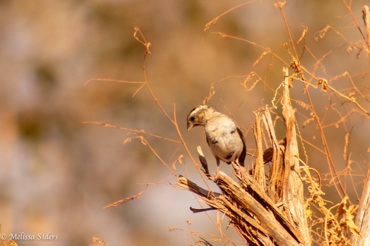 Exclamatory Paradise-Whydah - ML620304487