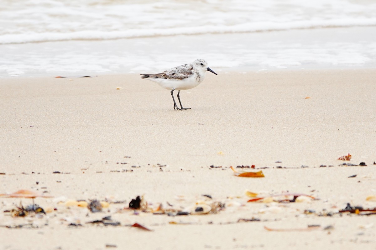 Bécasseau sanderling - ML620304493