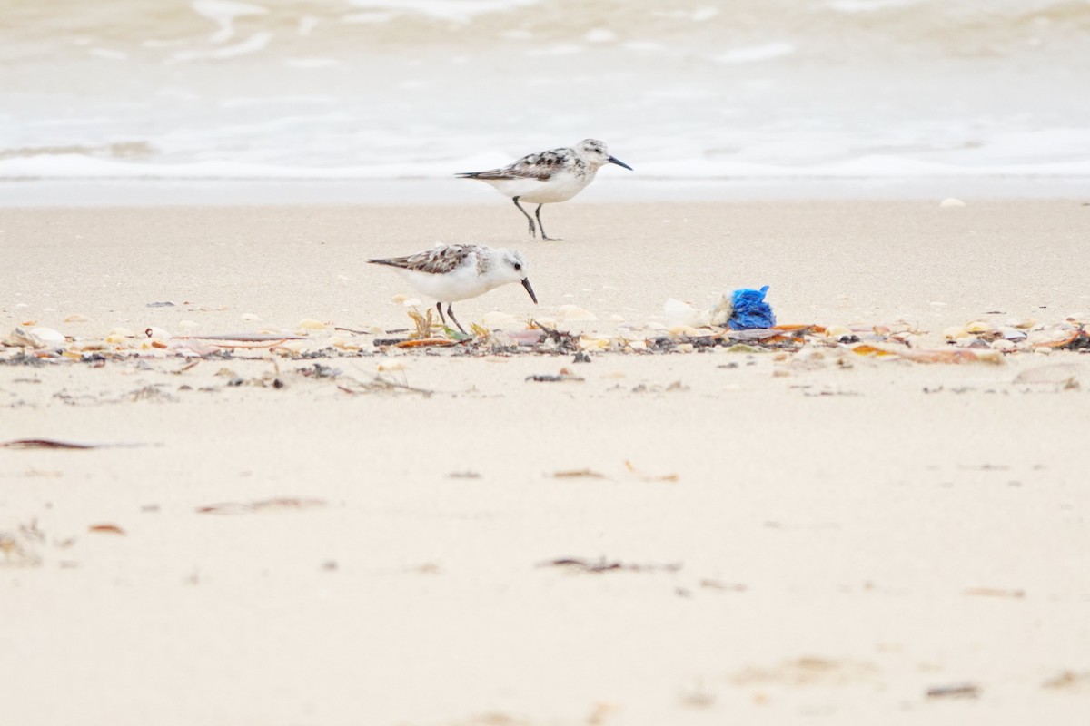 Bécasseau sanderling - ML620304494