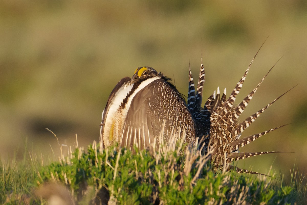 Gunnison Sage-Grouse - ML620304497