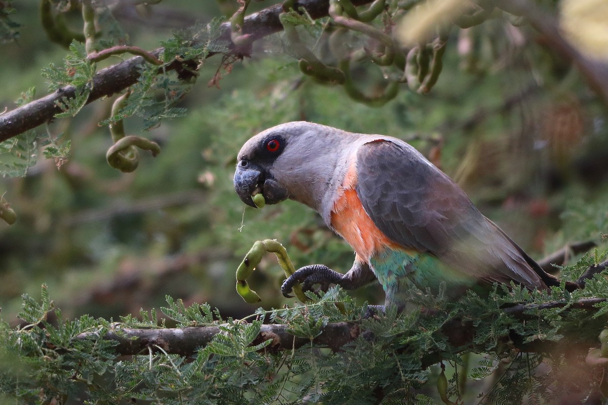 アカハラハネナガインコ - ML620304502