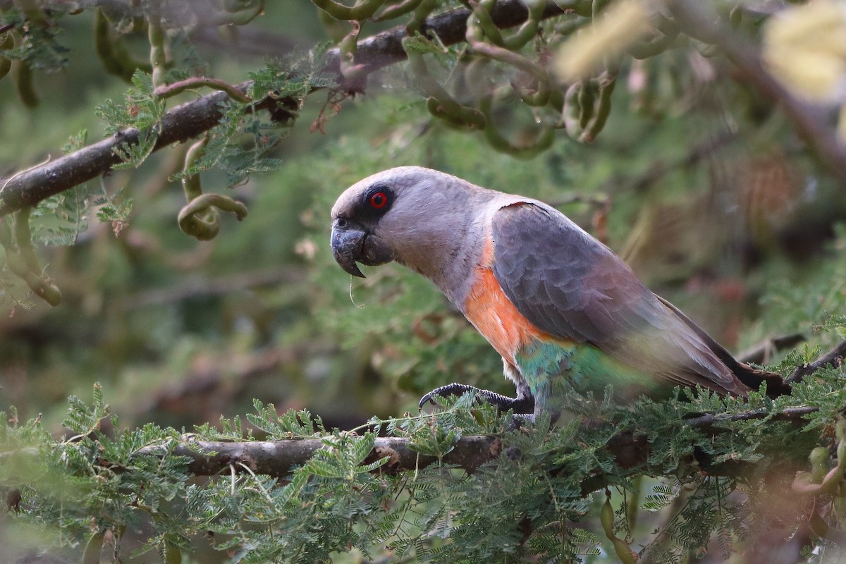 アカハラハネナガインコ - ML620304503