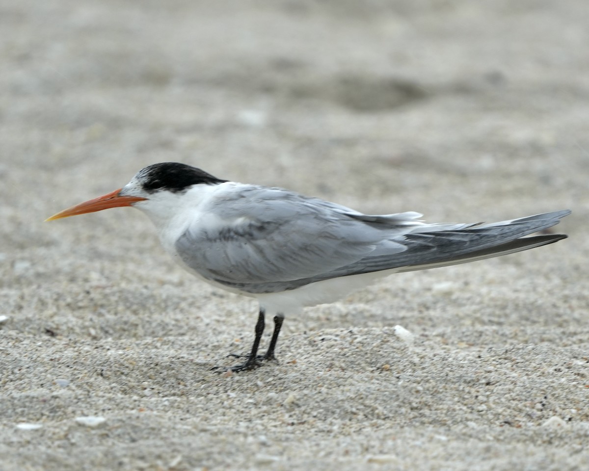 Elegant Tern - ML620304504