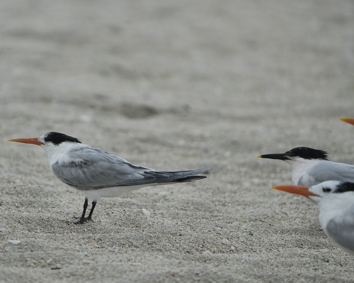 Elegant Tern - ML620304505