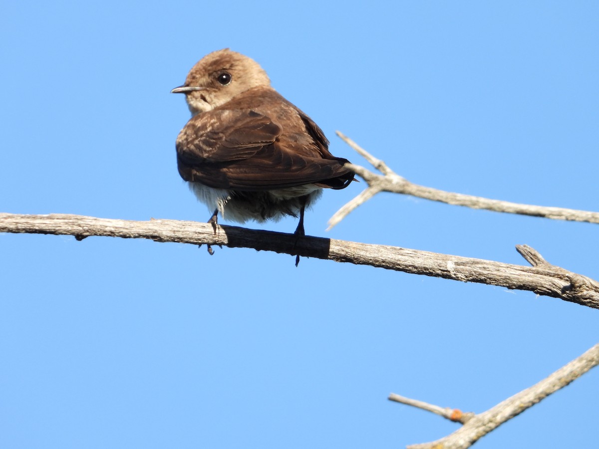 Northern Rough-winged Swallow - ML620304506