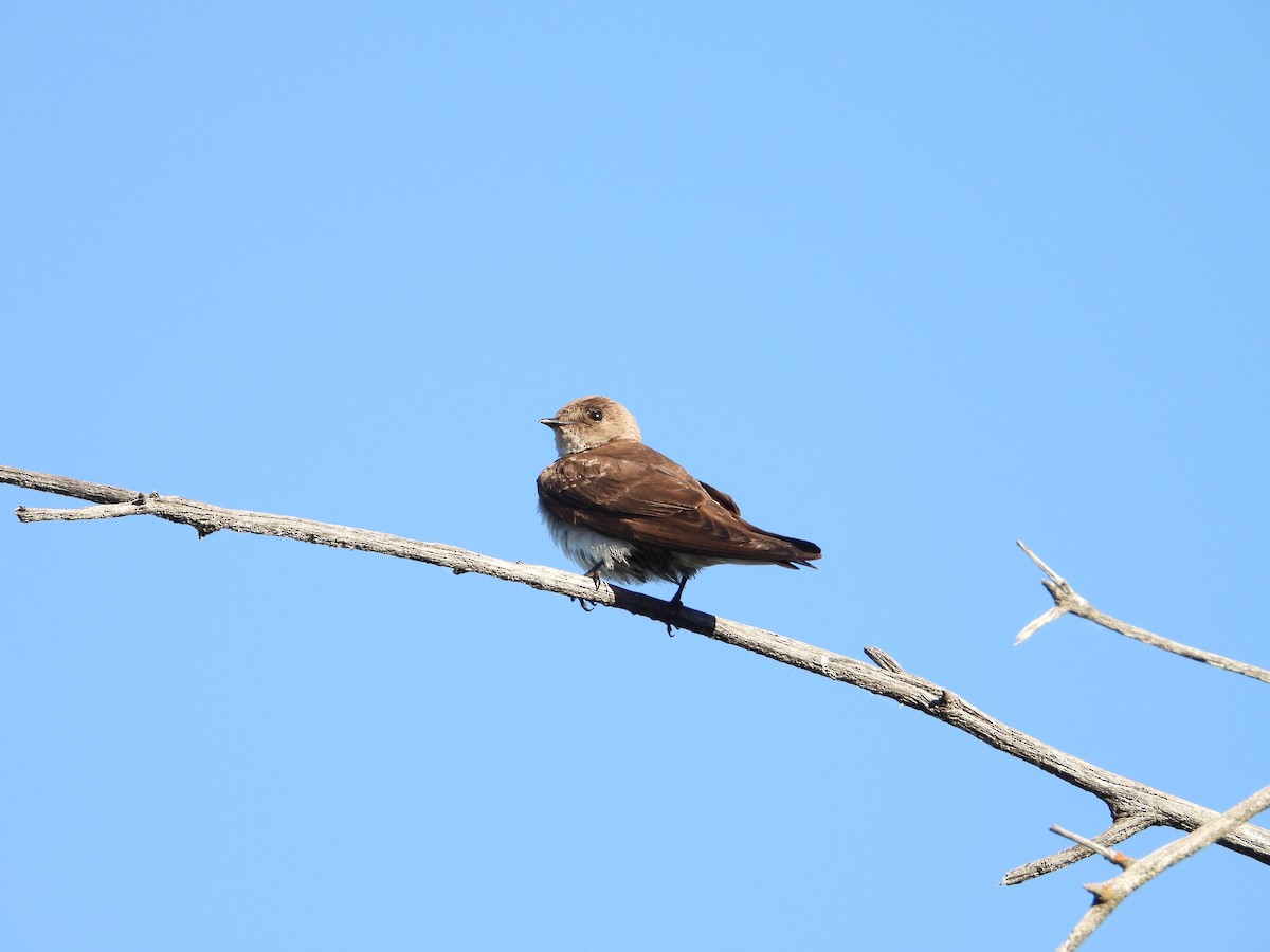 Northern Rough-winged Swallow - ML620304507