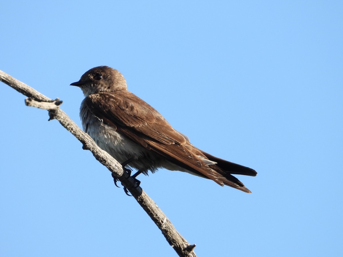 Northern Rough-winged Swallow - ML620304508