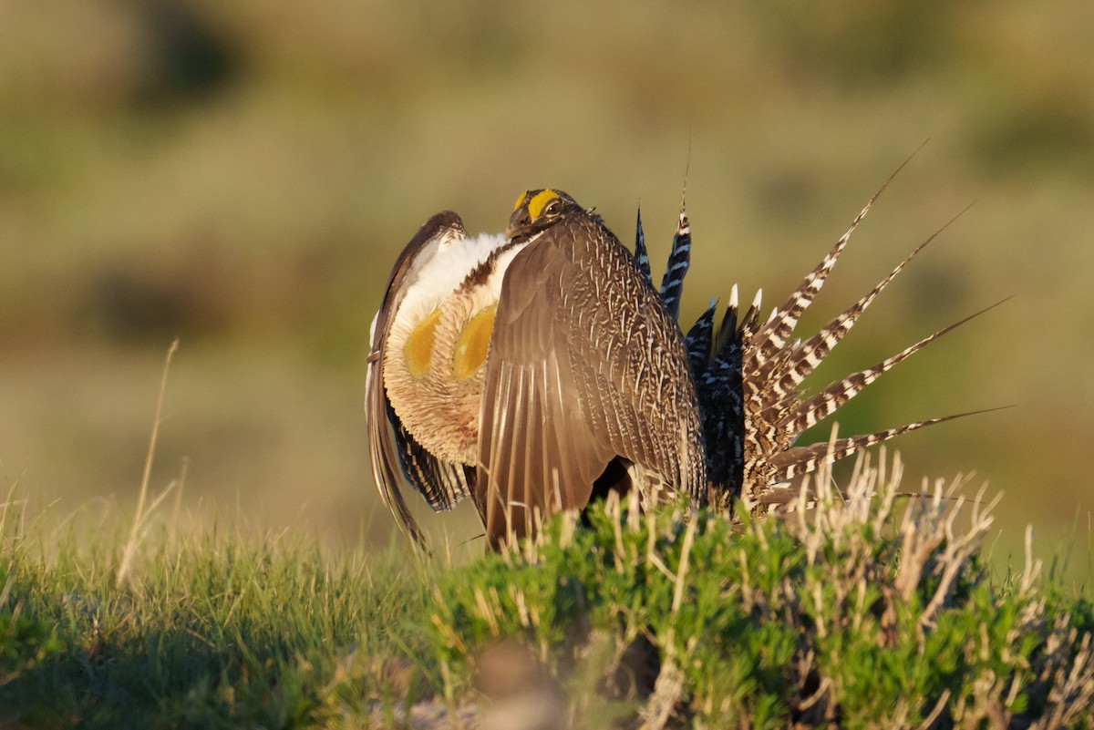 Gunnison Sage-Grouse - ML620304511