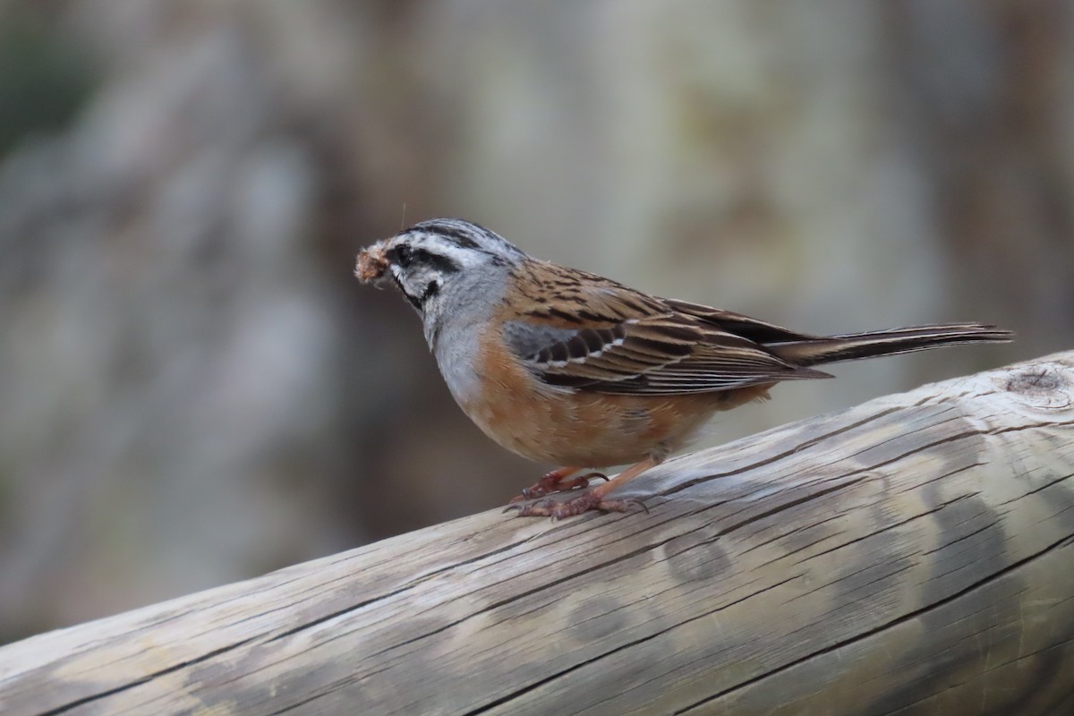 Rock Bunting - ML620304519