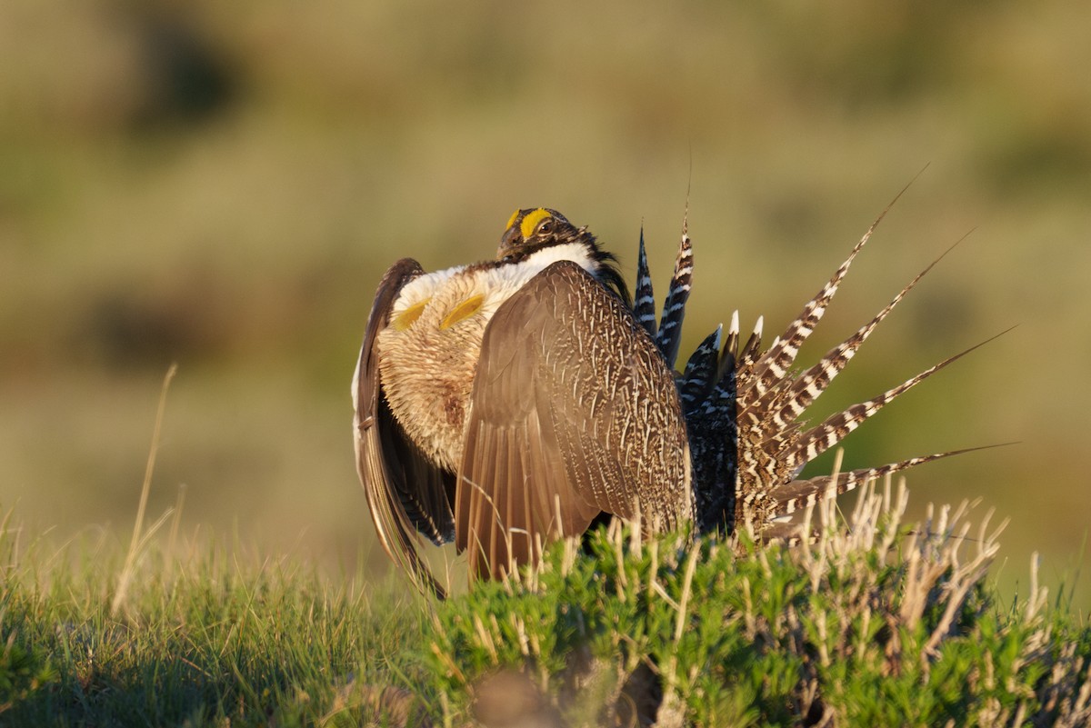 Gunnison Sage-Grouse - ML620304522