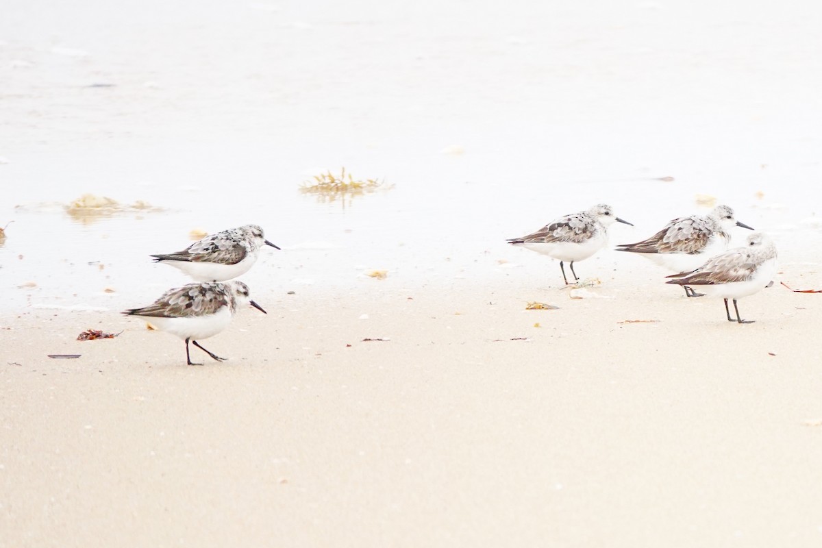 Bécasseau sanderling - ML620304529