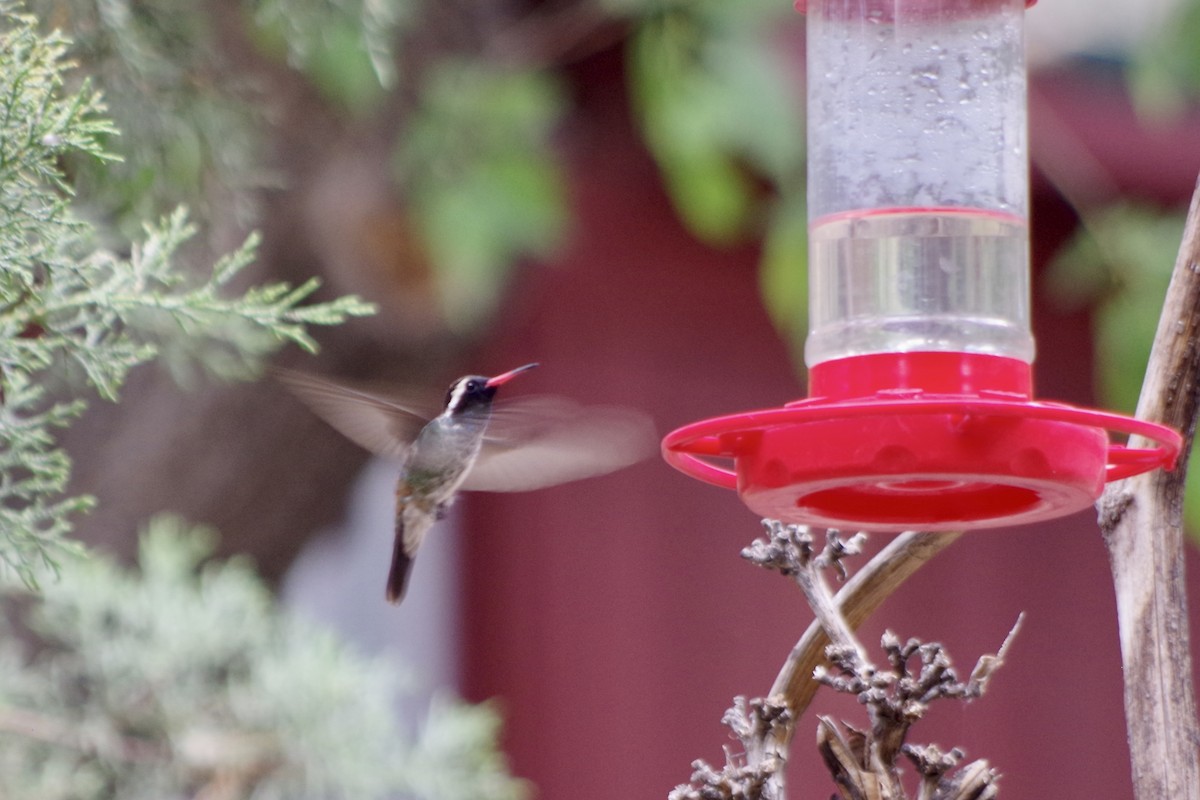 kolibřík bělouchý - ML620304530