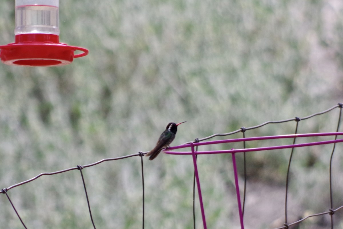 White-eared Hummingbird - ML620304531