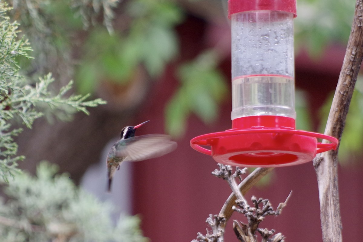 kolibřík bělouchý - ML620304532