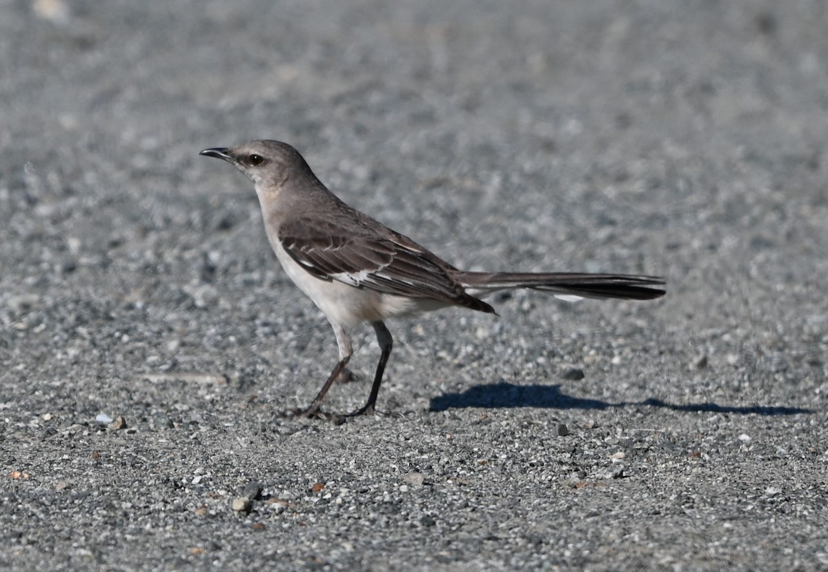 Northern Mockingbird - ML620304534