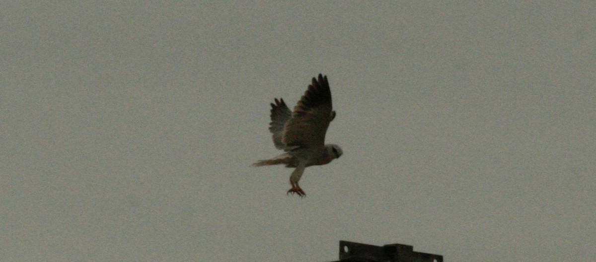 Black-winged Kite - ML620304538