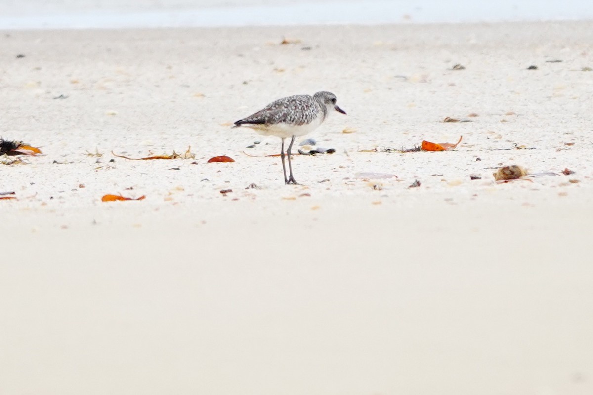 Black-bellied Plover - ML620304565