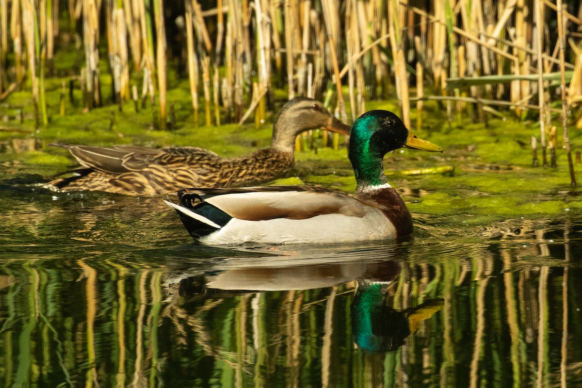 Canard colvert - ML620304566