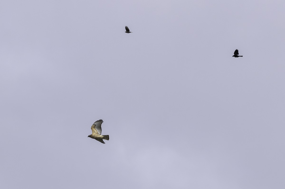 Red-shouldered Hawk - ML620304574