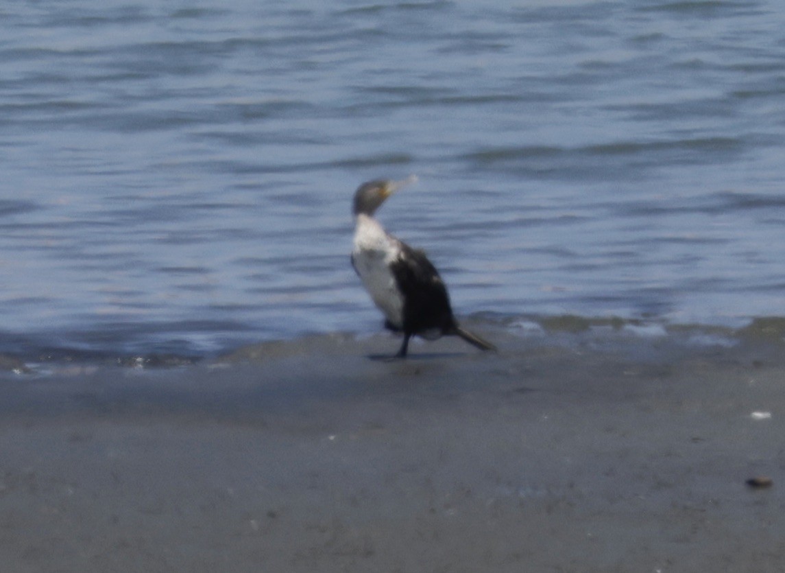 Great Cormorant - ML620304575