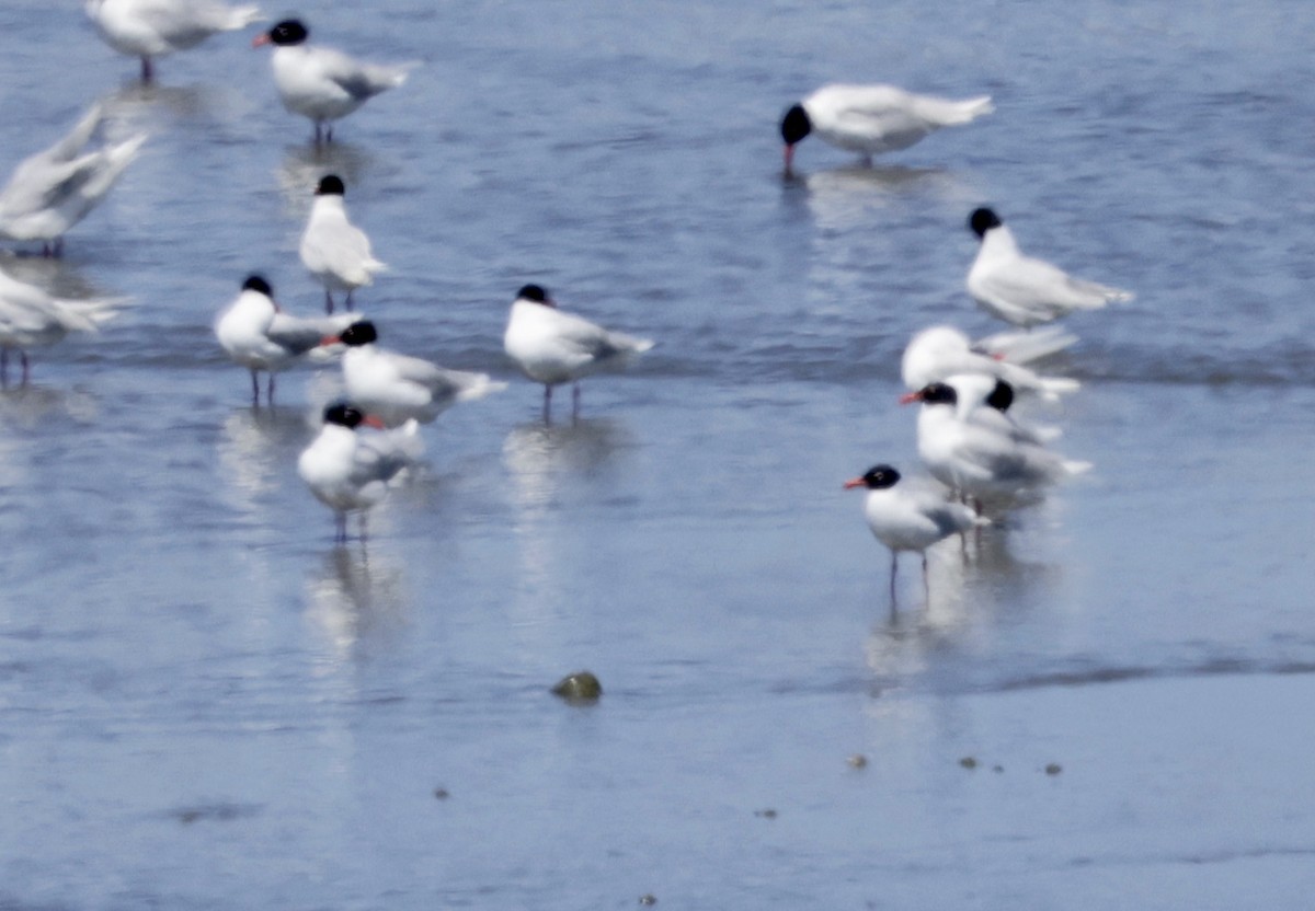 Mediterranean Gull - ML620304577