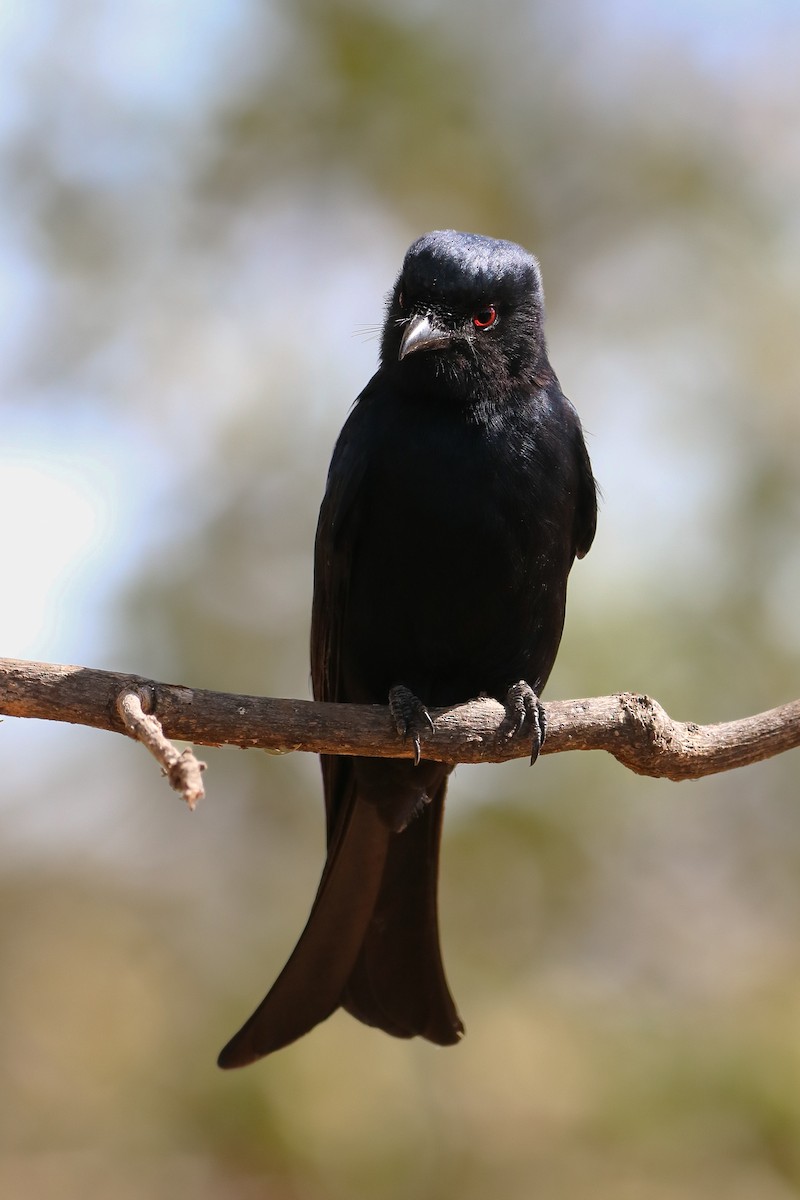 Fork-tailed Drongo - ML620304584