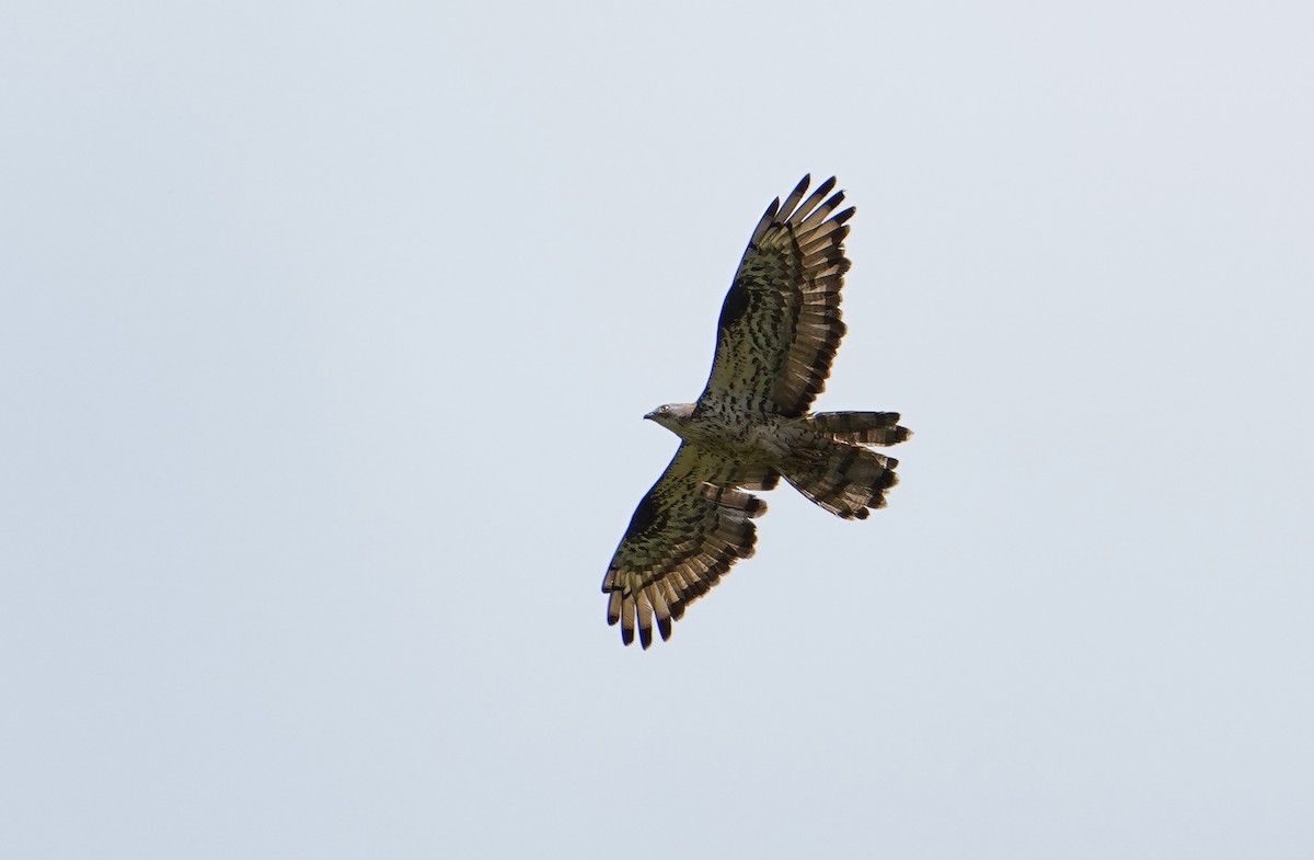 European Honey-buzzard - ML620304588