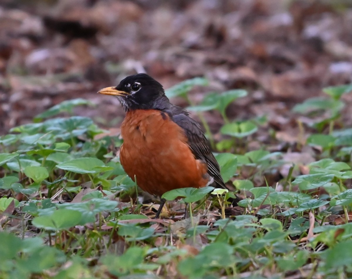 American Robin - ML620304589