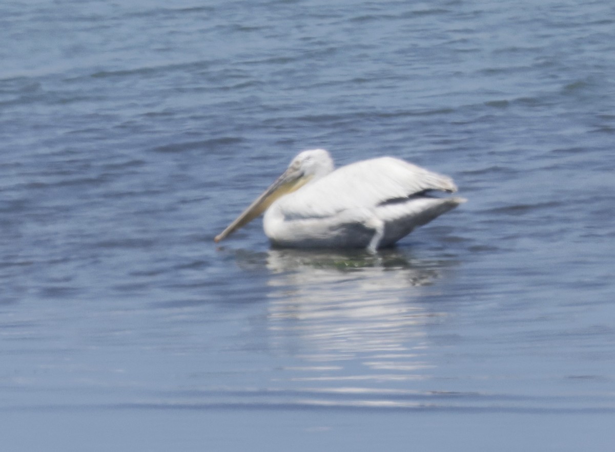 pelikán kadeřavý - ML620304595